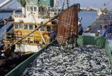 Photo of Pêche illicite : L’Afrique de l’Ouest est devenue un ‘’épicentre mondial’’[Rapport]