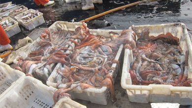 Photo of 80% des femelles prêtent à pondre: l’IMROP préconise une rigueur totale dans l’arrêt biologique