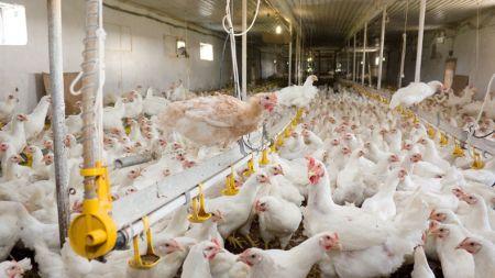 Photo of Sénégal : l’exécutif déclare un foyer d’influenza aviaire dans le nord-ouest