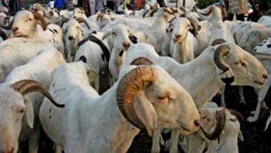 Photo of Fête de la Tabaski: La Mauritanie contribuera à fournir 300.000 têtes de bétail au Sénégal