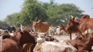 Photo of Violents affrontements entre éleveurs et agriculteurs à Kim, Tchad : 10 morts et plusieurs blessés