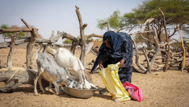 Photo of Note d’alerte: Une nouvelle année d’aggravation de la crise alimentaire et nutritionnelle au Sahel et en Afrique de l’Ouest et du Centre – mai 2025