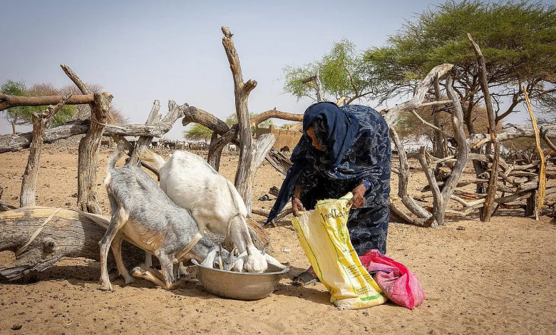 Photo of Note d’alerte: Une nouvelle année d’aggravation de la crise alimentaire et nutritionnelle au Sahel et en Afrique de l’Ouest et du Centre – mai 2025