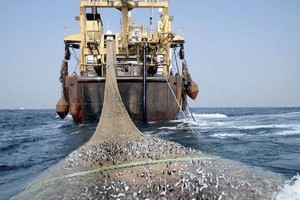 Photo of Les professionnels marocains et mauritaniens de la pêche s’engagent pour une gestion durable des stocks partagés de petits pélagiques