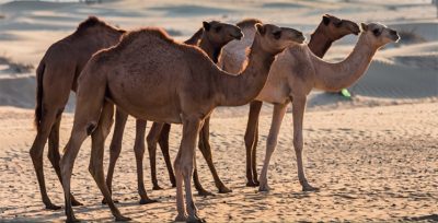 Photo of Elevage: 60% des camelins à Nouadhibou hors circuit économique (ministre)