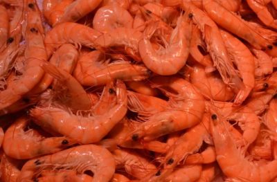 Photo of Crevettes radioactives : en Indonésie, un accident majeur détecté jusqu’aux États-Unis et en Europe