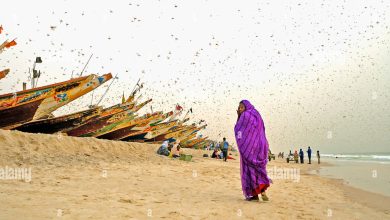 Photo of La Mauritanie fait face à une propagation concentrée du criquet pèlerin, risque d’expansion régionale
