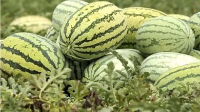 Photo of Les pastèques mauritaniennes bloquées aux portes du Maroc