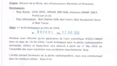 Photo of Céphalopodes: un arrêt biologique confirmé pour le 1er mai