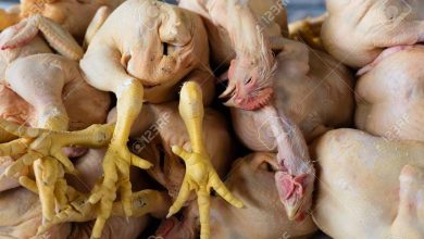 Photo of Incinération de plus de 8 tonnes de poulet impropre à la consommation