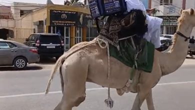 Photo of Insolite: Le dromadaire à la rescousse du fast-food