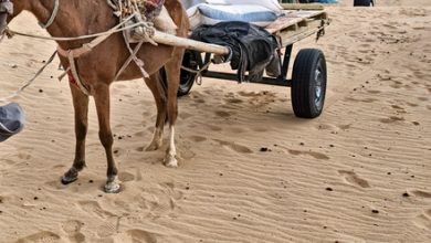 Photo of Mauritanie : Un jeune homme retrouvé mortellement poignardé et attaché à sa charrette, son cheval encore vivant