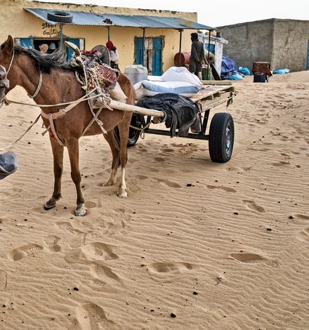 Mauritanie : Un jeune homme retrouvé mortellement poignardé et attaché à sa charrette, son cheval encore vivant