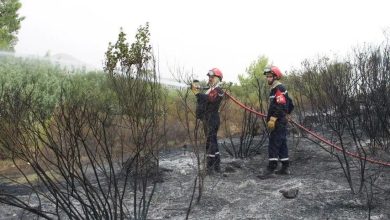 Photo of الجزائر.. مصرع 12 شخصا جراء حرائق غابات بعدة ولايات