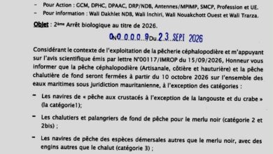 Photo of Pêche céphalopodière artisanale et hauturière, un arrêt biologique fixé au 10 octobre 2026